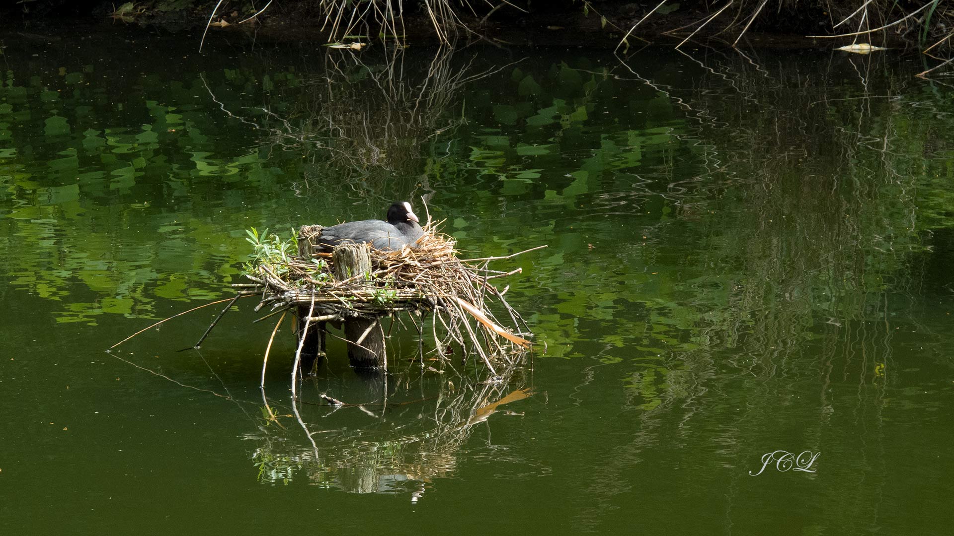 Nid de Foulque sur la pièce d'eau du Parc Balbi à Versailles.